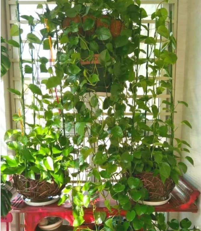 养花就养这几款,比牡丹美,比绿萝好养,开花一茬接一茬!