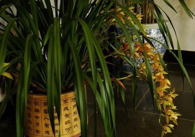 技术|把养兰花的技术都分享出来,大家都说很实用