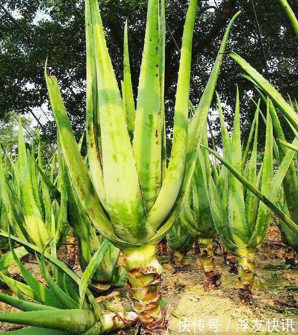 养芦荟,“脾气”爆,一言不合爆满小崽,砍掉小芽变“大树”