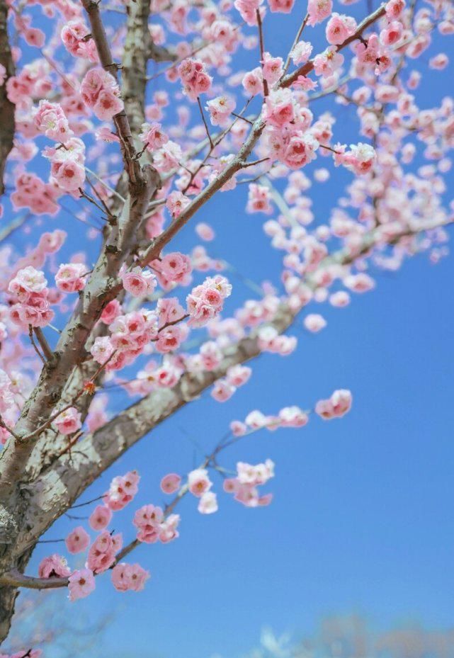  名花一枝香一国——诗词美图集