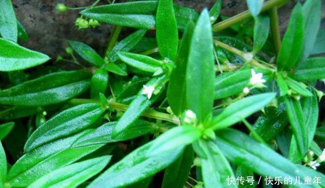 野菜没用处?这种“野草”或可治疗“蛇毒”,建议:别傻傻扔掉