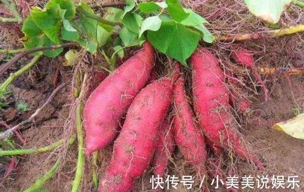 阳台|城市人阳台盆栽蔬菜,选啥合适此4款既能当绿植观赏又能吃