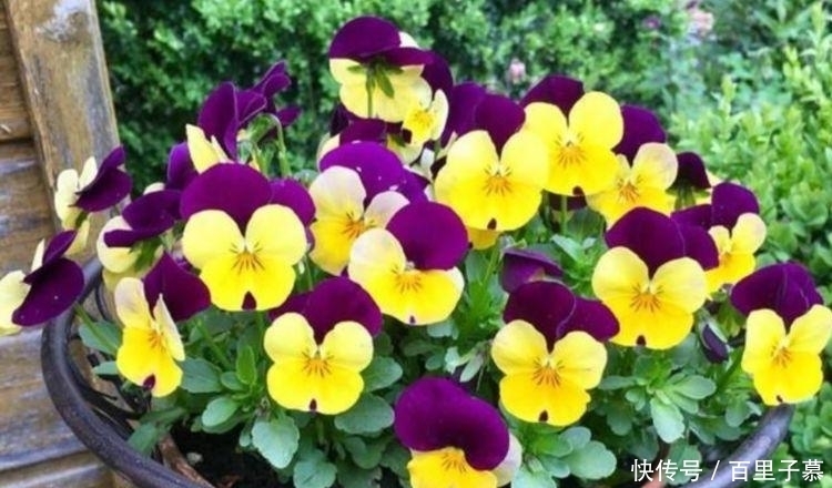 4种花养家里,好养又漂亮,开花多又艳,喜庆又旺运!