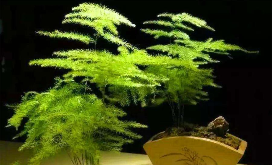 文竹|文竹有“3怕”,难怪叶子发黄还烂根,学会了四季常青,枝繁叶茂