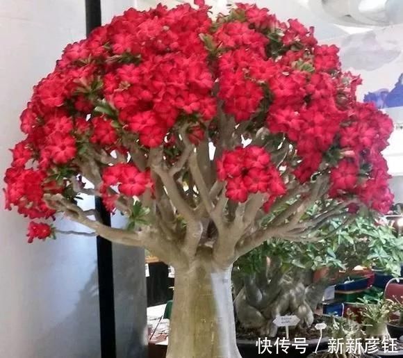  这16种花冬天越浇越死，3个月不管，反而长高个