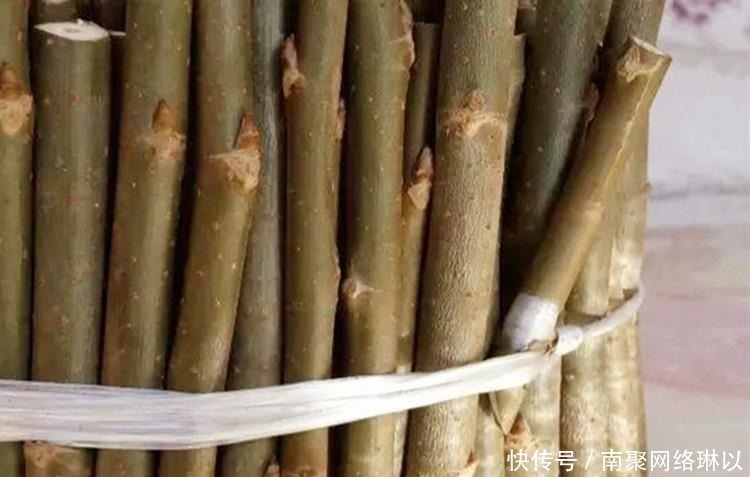 柳树枝|养兰花,给它喷点“生根水”,大白根直冒,长得肥肥壮壮!