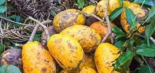 牛卵坨|女性到了中年，坚持常吃几种食物，健脑益智，延缓衰老，增强体质