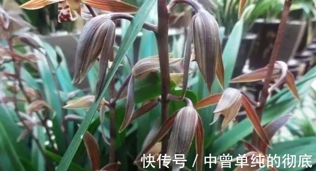 夜皇后|盘点:20种世界上最黑的花,黑的美,黑的妙,黑的呱呱叫