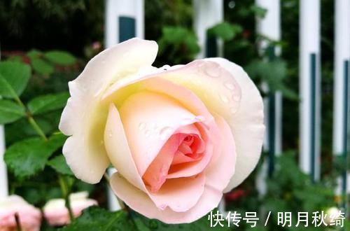 松针|养花还烂根吗?3种东西随便撒一把,根不烂,长的粗,开花刹不住