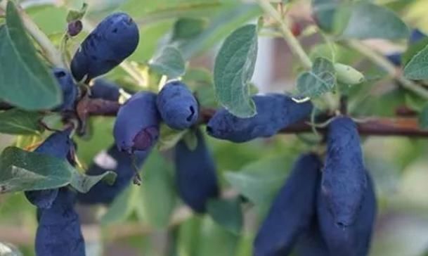 农民|过去农民用它酿酒,如今用来榨汁,人称“饮料之王”,5元一杯