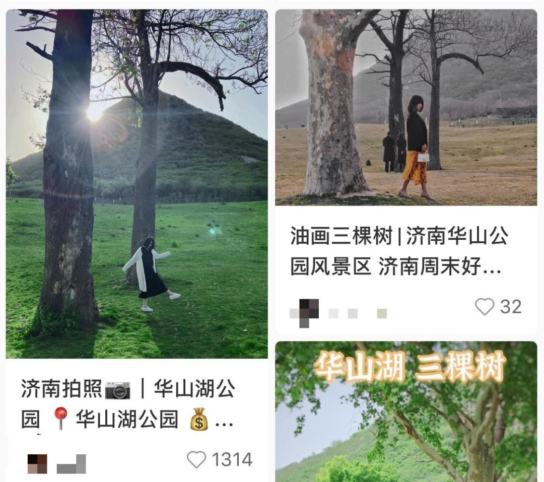 鹊华秋色图|这“三棵树”火了，被扎堆打卡拍照！网友发现惊奇一幕