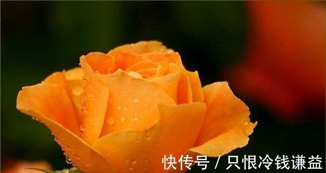 刮目相看|还有7天左右,缘分桃花齐上阵,对爱情刮目相看的4大生肖