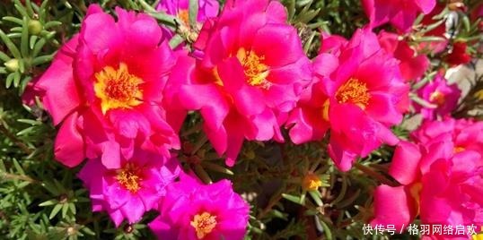 5种适合“散养”的花草,盆栽上几盆,不用费心管理,好养又省心