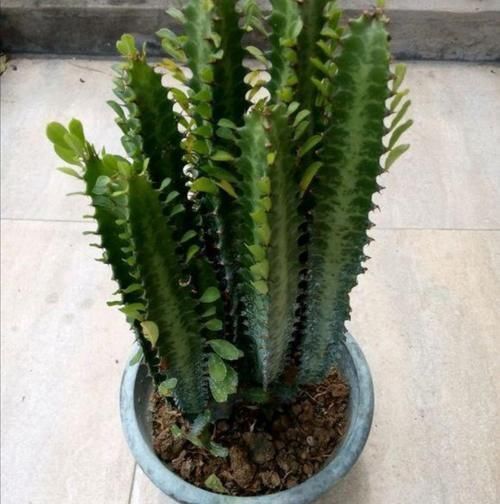 植株|养龙骨花,掌握这几个技巧,植株长得又粗又高,极具观赏价值