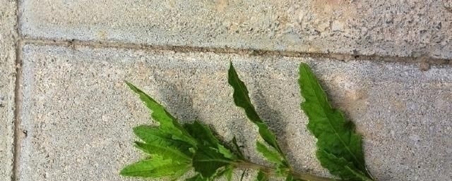 蛲虫病|得了“脚气”奇痒无比别慌,农村一常见野草,用它煮水帮您搞定