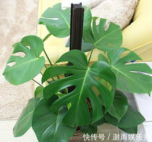 13种“阴冷花”,客厅没光照,长得更旺,越晒越难看