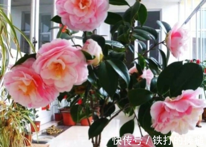 冬天就养这些开花植物，养护的好整个冬天花开不断