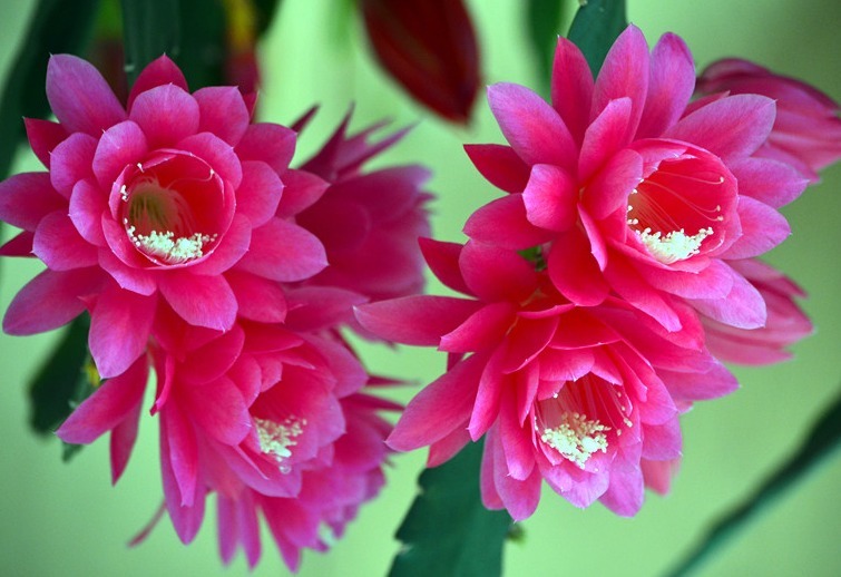 人称“假荷花”,一开上百朵,比月季好养,比睡莲美,盛夏花最旺