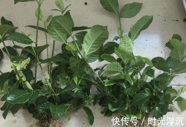 在家扦插1种“香花”，枝条沾点水，插土壤里生根发芽，变盆栽！
