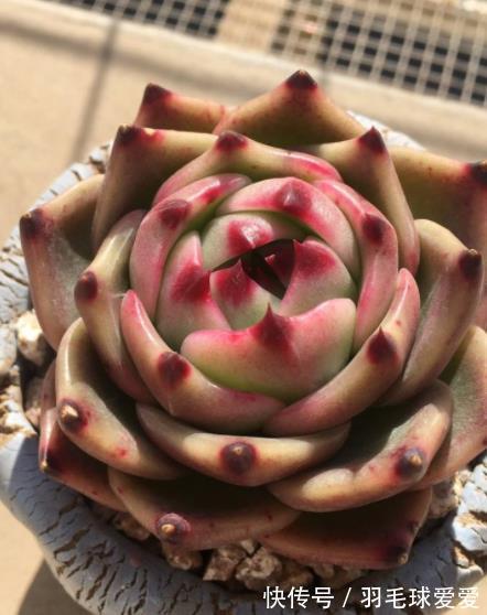 4种经典的莲座状多肉，名字好听颜值迷人，一次养20盆都不嫌多