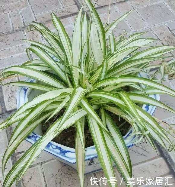 银边吊兰|13种常见吊兰，个个美成仙，快看看你家有几种？