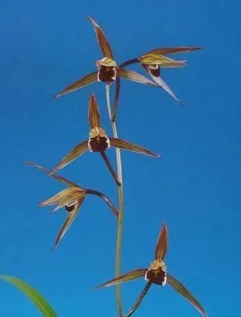 丸姬|日本寒兰欣赏