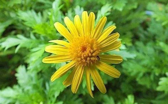 喜欢菊花就选“情人菊”,花姿优美,娇艳动人,花期长适合盆栽养