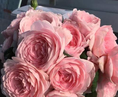  植物|养花肥料最费钱，学会此3种肥料的制作方法，花开成大花球