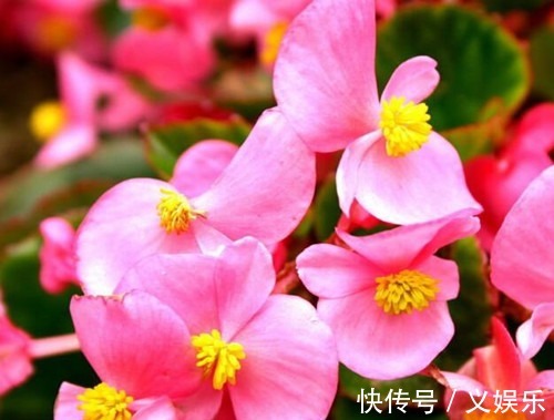 小窍门|四季海棠养护小窍门,这些细节一定要记住,全年开花,花开爆盆