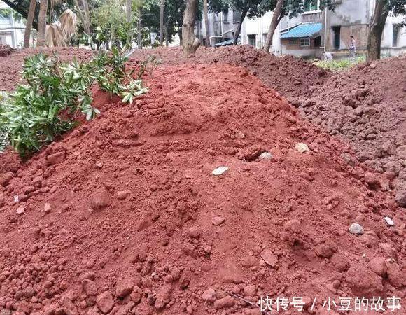 户外挖“2种土”养花,君子兰长得像“大白菜”,茉莉花“爆盆”