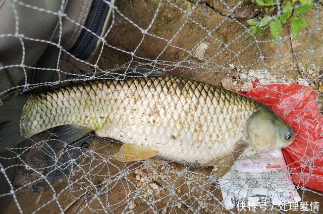 野钓鱼儿活跃水层多变,如何快速定位鱼层两个方法三个原则