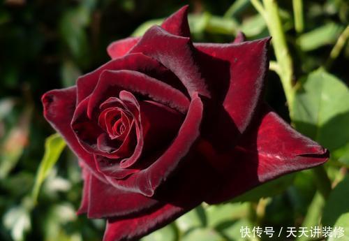 养护|4种冷门月季花,花多色艳,养的人却不多,全养的都是大神