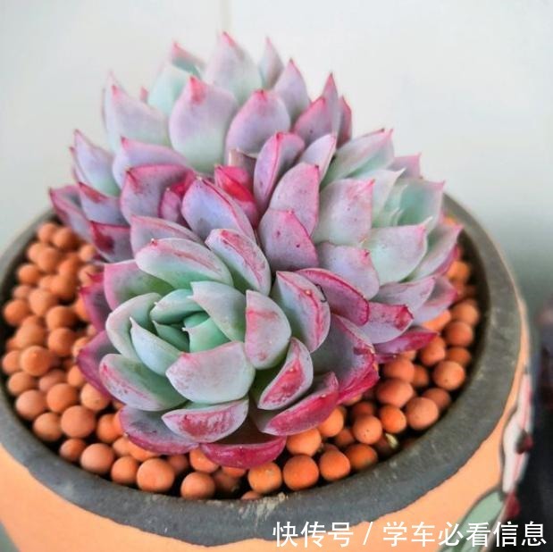 阳台养多肉,记住“4要点”,照样养出美美的多肉!