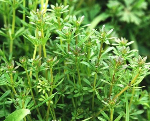 病倒|田里的恶性杂草,猪食用会“病倒”,却是上好野菜,入药用途广泛