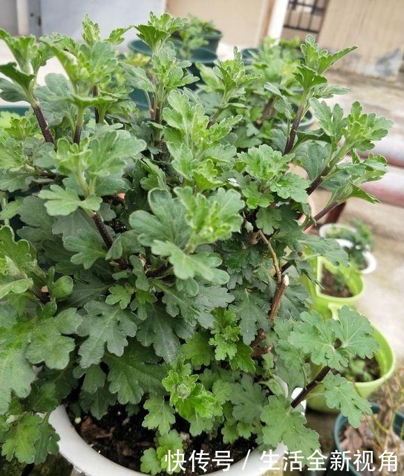 春天种下几株菊花,秋天才能怡然自得地赏花,喜欢菊花的赶紧种!