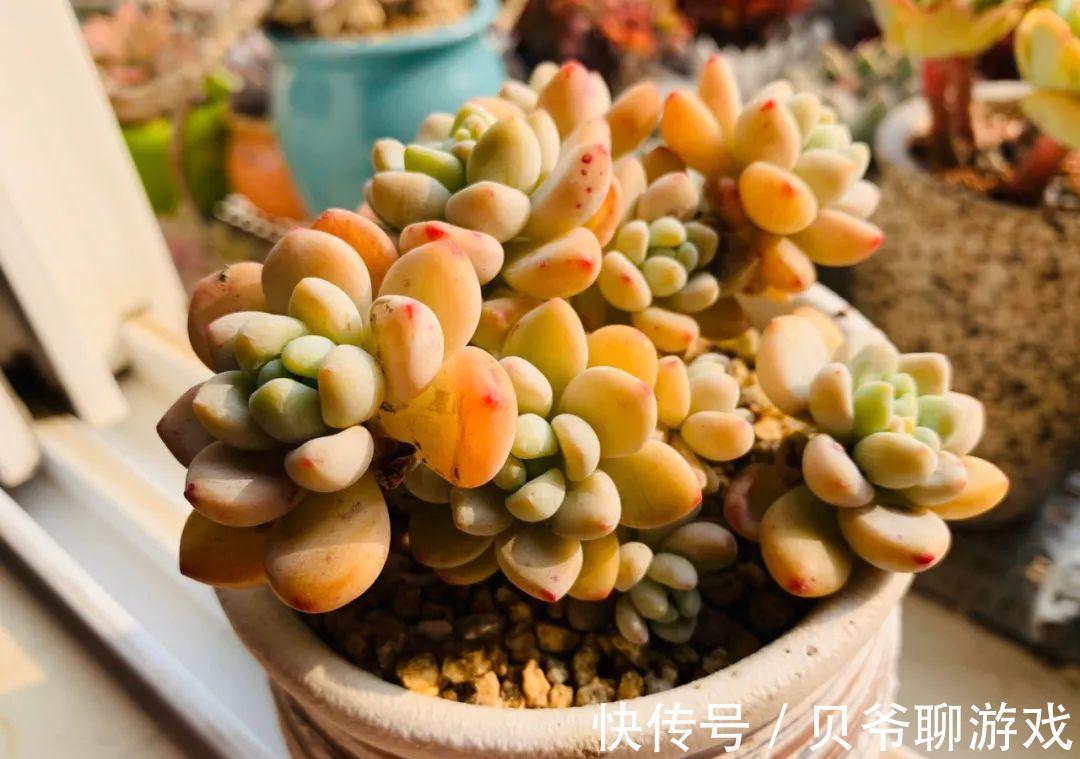 多肉劳尔冬天怎么养,做好这三点,也能红润饱满香味浓