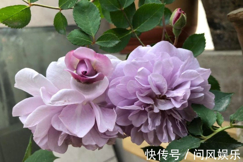 月季原来晒不死，就怕会缺水，缺水必死无疑！