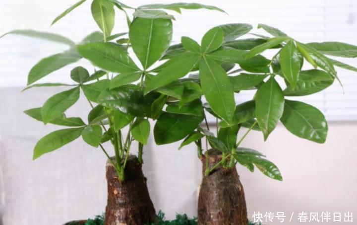 发财树烂根别着急,下手“狠一点”,掌握好技巧,40天长满新根