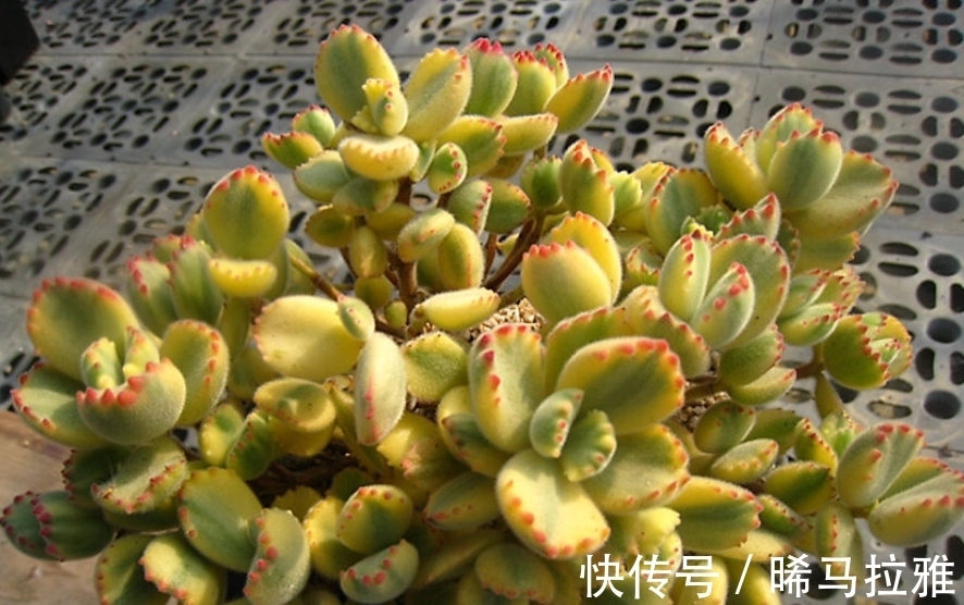 多肉白熊看起来养护难度颇高,但只要掌握方法,新手也可将它养好