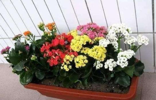 盆栽养殖长寿花,花谢就修剪、施肥,等一个月又能催花了