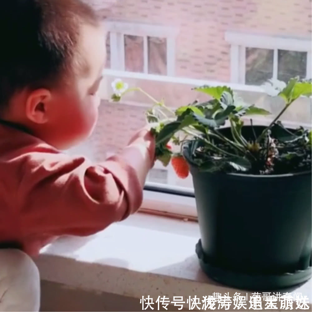 小宝宝|妈妈在家种了一盆草莓,好奇宝宝张嘴就是一口,最后被妈妈发现