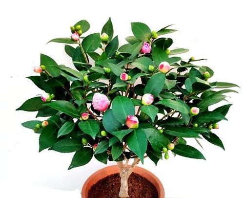 养花在三个时期别乱动,乱动只有害处没有好处,老花友全知道