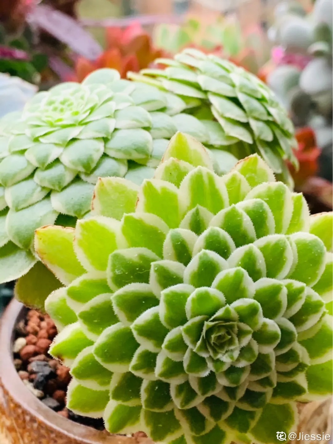 橙梦露|自从养了这8种多肉,我就没出过门,太“毒”了