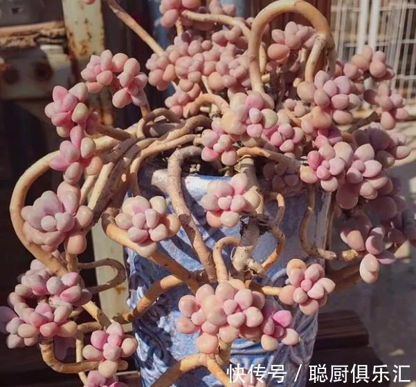 桃蛋黑腐养不好？狠心给它“砍个头”，猛长侧芽，养成漂亮小老桩