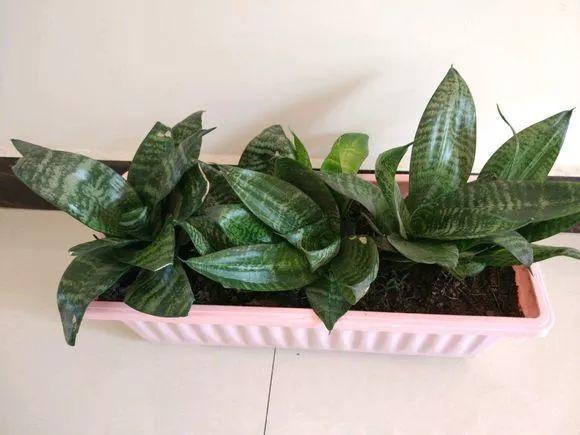 扦插|不用扦插,养花1盆变10盆,把根一掰,成活率翻倍!