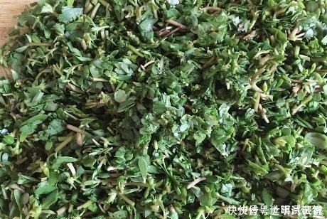 8月底,这野菜抓紧吃,我一买就是10斤,晒干存起来,做饼最香