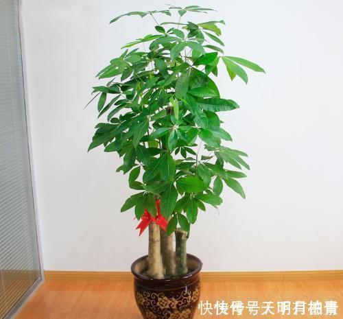 家里养3种花,不能多浇水,否则黄叶又烂根!