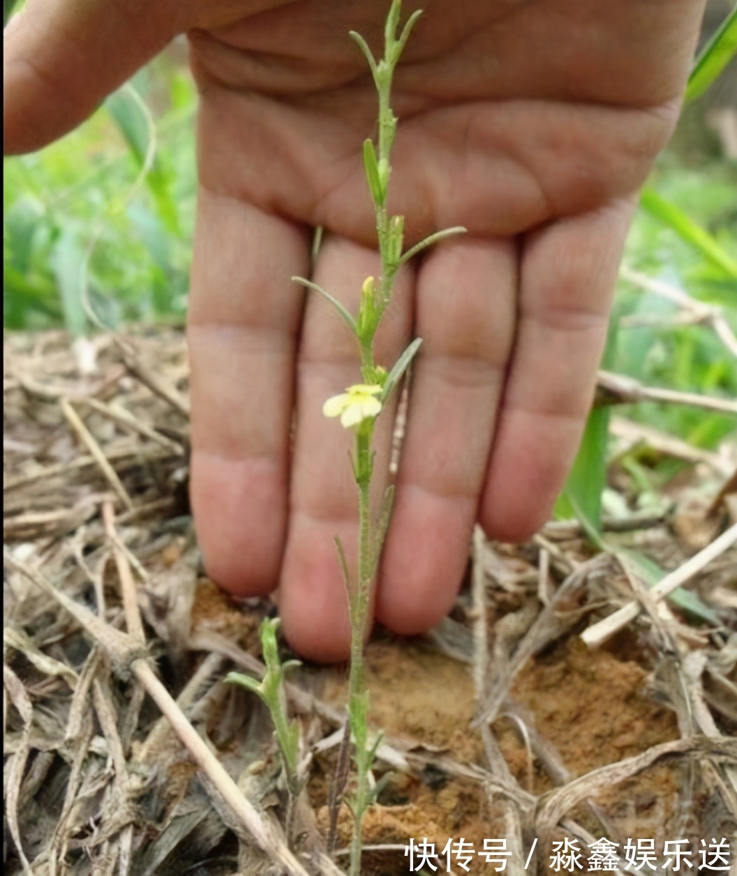 独脚|农村有一“野草”，专挑坟头生长，晒干后用来卖，价值胜过黄金