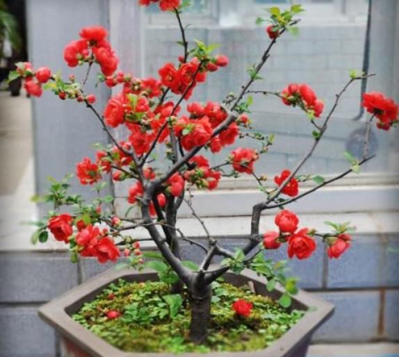 若想“海棠花”枝叶狂长、开花几十朵，有“几个套路”务必要牢记