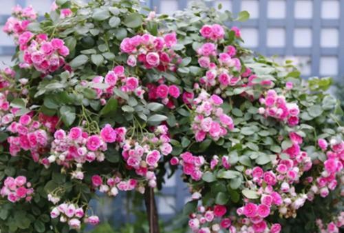 长势|4种藤本月季,长势旺花量大,养两年开出花墙,适合新手
